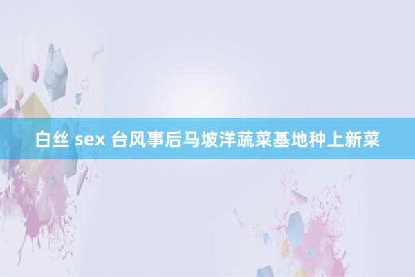 白丝 sex 台风事后马坡洋蔬菜基地种上新菜